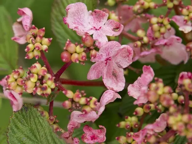 Zeer goed beoordeeld - Japanse sneeuwbal (Viburnum plicatum ‘Kilimandjaro Sunrise‘)