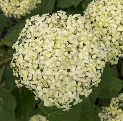 Hortensia (Hydrangea ‘Lime Rickey‘) | Laatste dagen