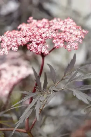 Zwarte vlier (Sambucus nigra ‘Black Lace‘) - Hoge kwaliteit