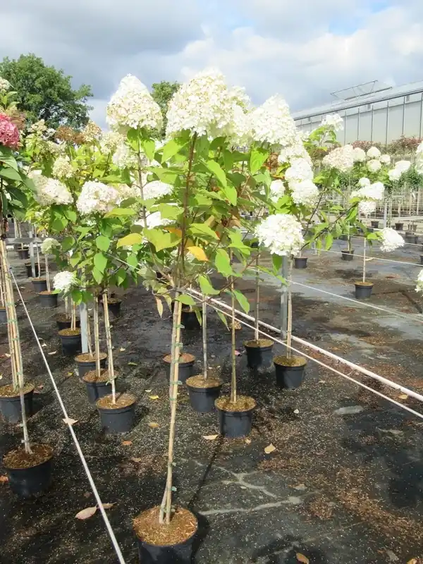 Pluimhortensia op stam (Hydrangea paniculata ‘Limelight‘ stam) | Populair