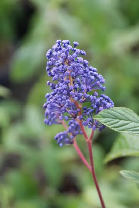 Rechtstreeks uit de fabriek | Amerikaanse Sering (Ceanothus ‘Henri Desfosse‘)