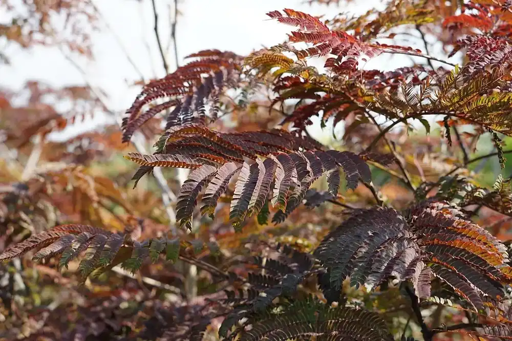 Perzische slaapboom als struik (Albizia ‘Summer Chocolate‘) - Net binnen