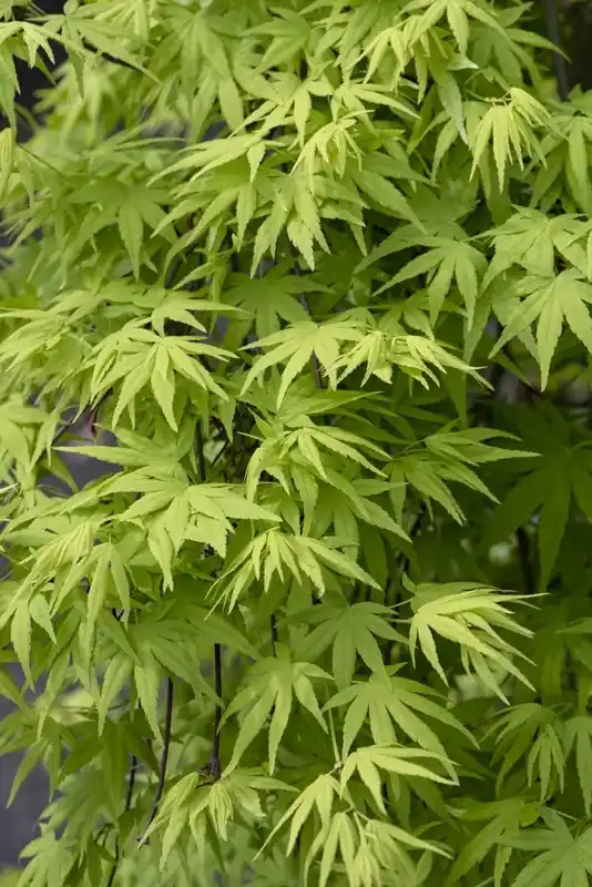 Klaar voor verzending | Japanse esdoorn (Acer palmatum ‘Ryusen‘)