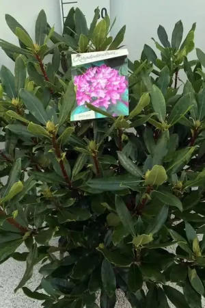 Aanbieding | Bosrhododendron (Rhododendron ponticum ‘Roseum‘)