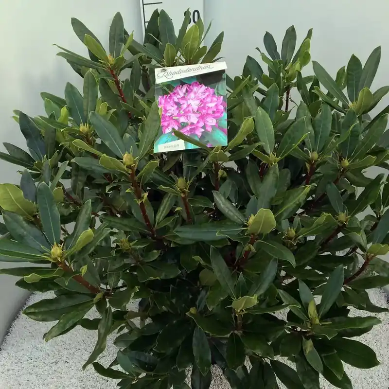 Aanbieding | Bosrhododendron (Rhododendron ponticum ‘Roseum‘)