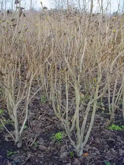 Flitsaanbieding - Sering (Syringa vulgaris)