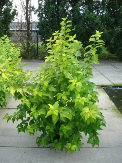 Blaasspirea (Physocarpus opulifolius ‘Dart‘s Gold‘) | Premiumkwaliteit