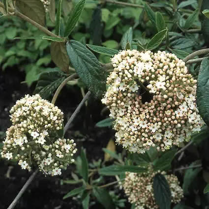Sneeuwbal (Viburnum ‘Pragense‘) | Prijs verlaagd
