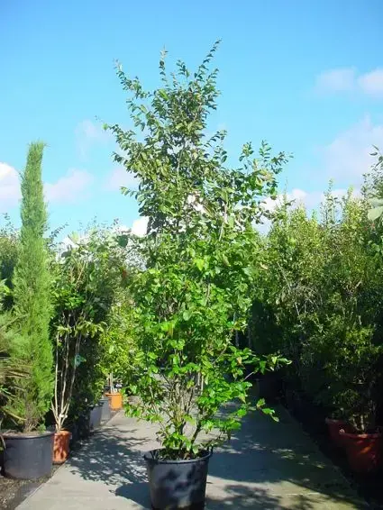 Nu beschikbaar - Perzisch ijzerhout (Parrotia persica ‘Vanessa‘)