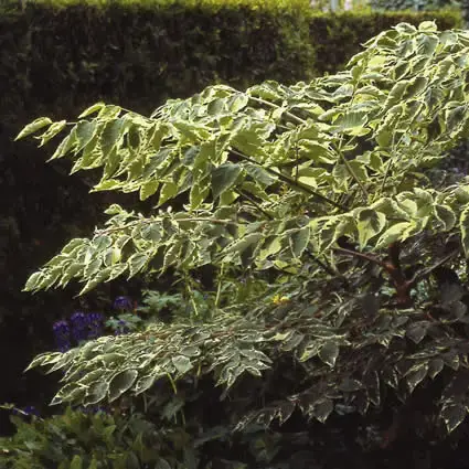 Duivelswandelstok (Aralia elata ‘Variegata‘) | Nieuw in de shop