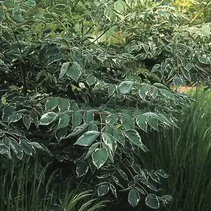 Duivelswandelstok (Aralia elata ‘Silver Umbrella‘) - Zojuist toegevoegd