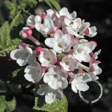 Sneeuwbal (Viburnum carlesii ‘Aurora‘) | Klaar voor verzending