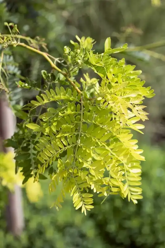 Tijdelijke actie | Geelbladige Christusdoorn als struik (Gleditsia triacanthos ‘Sunburst‘)