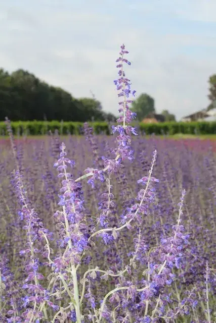 Reuzenlavendel (Perovskia atriplicifolia ‘Little Spire‘) - Klantfavoriet