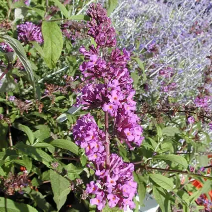 Gratis retourneren | Vlinderstruik (Buddleja davidii ‘Border Beauty‘)