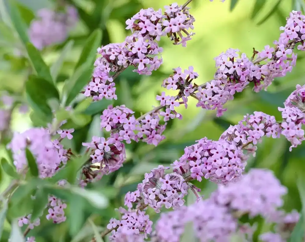 Verlaagde prijs | Vlinderstruik (Buddleja alternifolia)