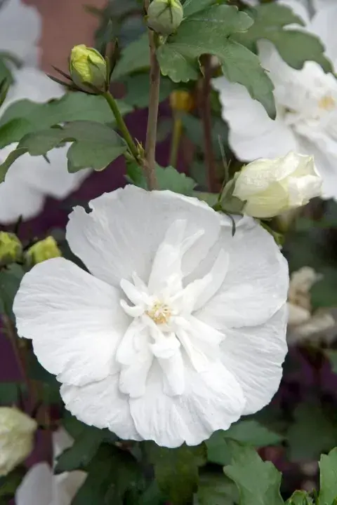 Bespaar nu - Altheastruik (Hibiscus syriacus ‘White Chiffon‘)