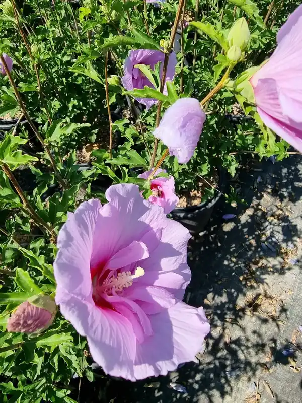 Favoriet van klanten - Altheastruik (Hibiscus syriacus ‘Lavender Chiffon‘)