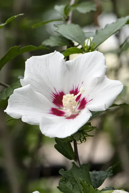 Gratis retourneren | Altheastruik (Hibiscus syriacus ‘Red Heart‘)