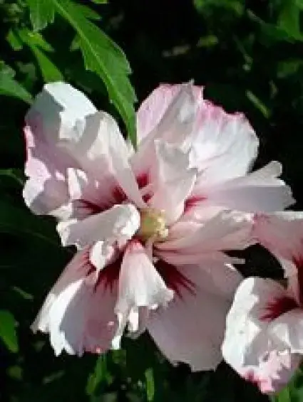 Online kopen | Altheastruik (Hibiscus syriacus ‘Leopoldii‘)