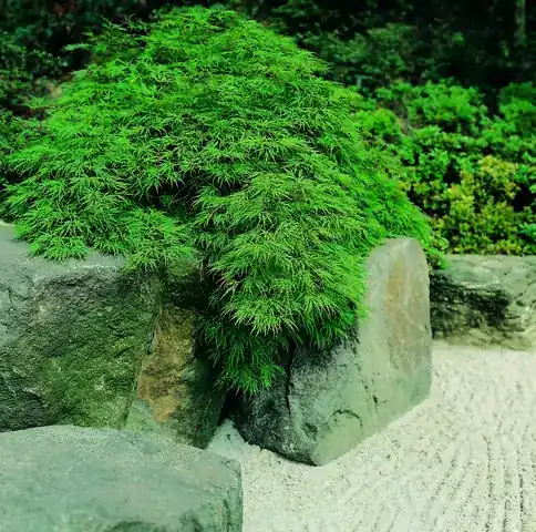 Japanse esdoorn (Acer palmatum ‘Dissectum‘) - Veel gekozen