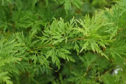 Japanse esdoorn (Acer palmatum ‘Seiryu‘) - Flitsaanbieding