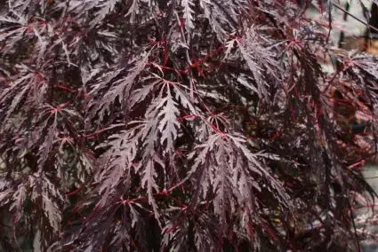 Japanse esdoorn (Acer palmatum ‘Inaba-shidare‘) | Deal