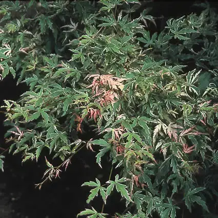 Japanse esdoorn (Acer palmatum ‘Butterfly‘) - Beste prijs