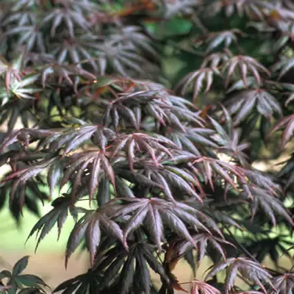 Professionele kwaliteit - Japanse esdoorn (Acer palmatum ‘Trompenburg‘)