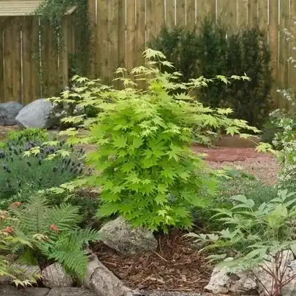 Japanse esdoorn (Acer shirasawanum ‘Jordan‘) | Veilige betaling