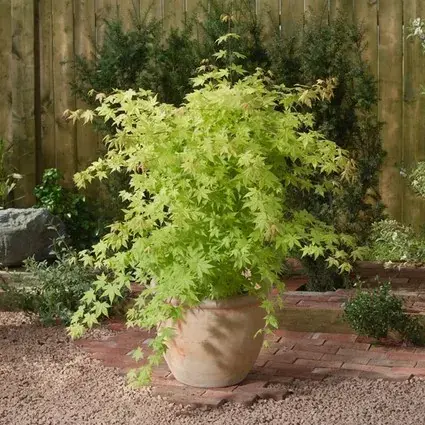 Erg populair - Japanse Esdoorn (Acer palmatum ‘Summer Gold‘)