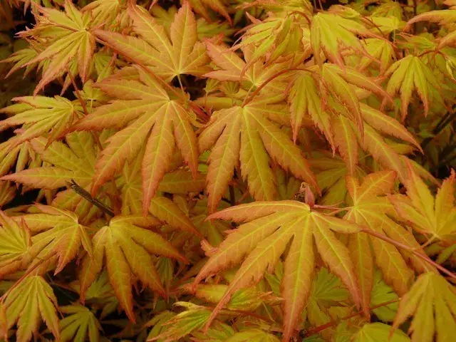 Gratis retourneren | Japanse esdoorn (Acer palmatum ‘Orange Dream‘)