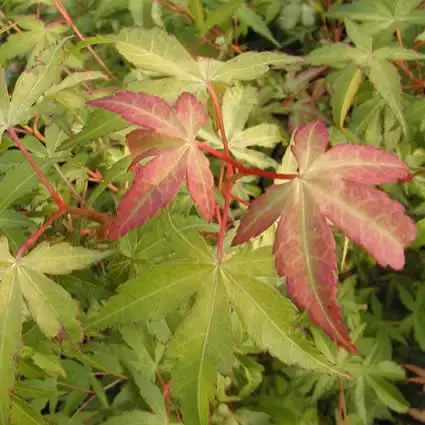 Speciale aanbieding - Japanse esdoorn (Acer palmatum ‘Katsura‘)