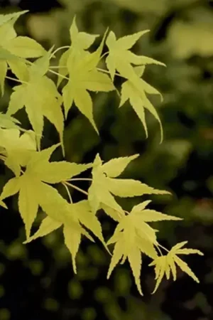 Aanrader - Japanse Esdoorn (Acer palmatum ‘Aoyagi‘)