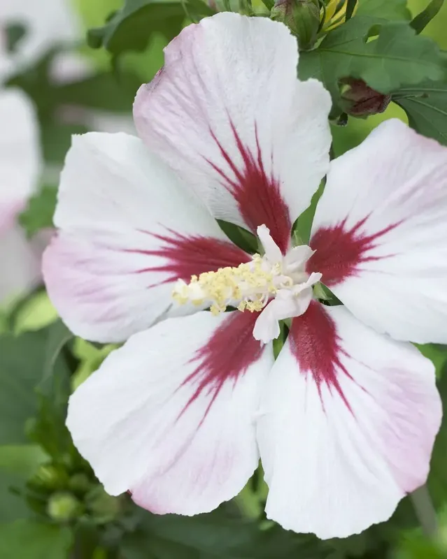 Klantfavoriet | Altheastruik (Hibiscus syriacus ‘Hamabo‘)