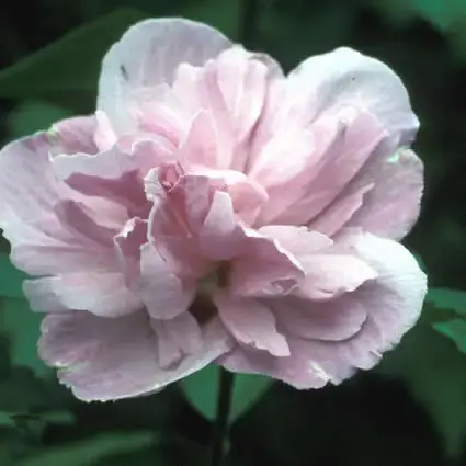 Altheastruik (Hibiscus syriacus ‘Ardens‘) - Zeer goed beoordeeld