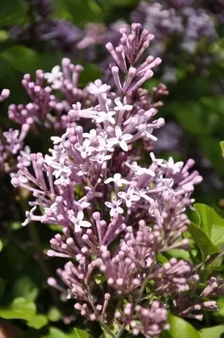 Beste prijs - Sering op stam (Syringa meyeri ‘Palibin‘)