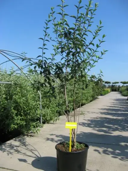 Meest verkocht - Chinese Sering (Syringa chinensis ‘Saugeana‘)