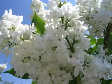 Sering (Syringa vulgaris ‘Mme Lemoine‘) | Veel voordeel