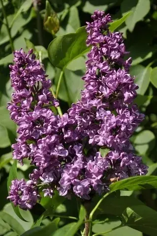 Actie loopt bijna af - Sering (Syringa vulgaris ‘Charles Joly‘)