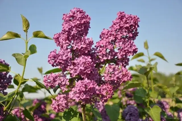Online bestellen - Sering (Syringa vulgaris ‘Andenken an Ludwig Spath‘)