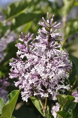 Dwergsering (Syringa patula ‘Miss Kim‘) - Bestelbaar