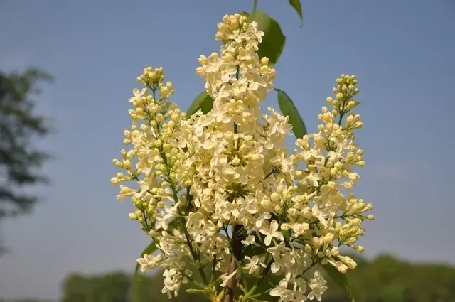 Sering (Syringa vulgaris ‘Primrose‘) | Alleen deze week