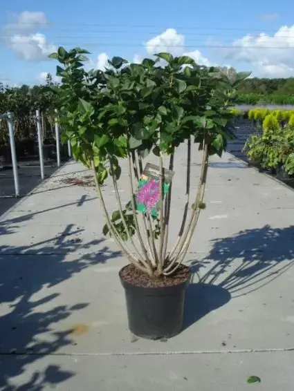 Spoedlevering | Sering (Syringa vulgaris ‘Michel Buchner‘)