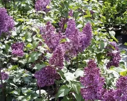 Nieuw binnengekomen - Sering (Syringa vulgaris ‘Mrs. Edward Harding‘)
