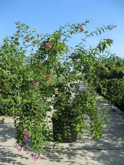 Sering (Syringa microphylla ‘Superba‘) | Voeg toe aan winkelwagen