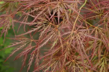 Prijs verlaagd | Japanse esdoorn (Acer palmatum ‘Ornatum‘)