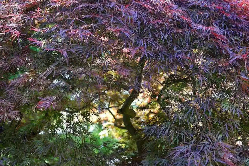 Populair | Japanse Esdoorn (Acer palmatum ‘Garnet‘)