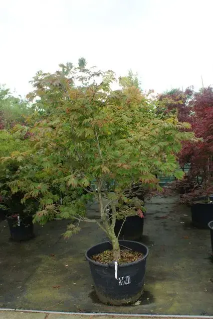 Fabrieksprijs | Japanse Esdoorn (Acer japonicum ‘Aconitifolium‘)