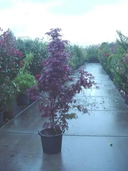 Japanse esdoorn (Acer palmatum ‘Fireglow‘) | Veel gekozen